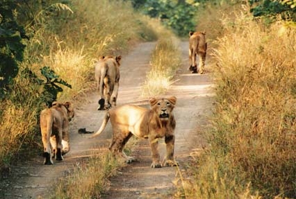 Exploit Gir National Park 